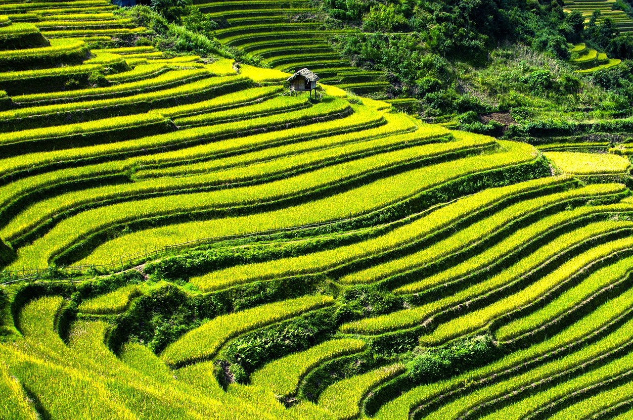 rice terraces, rice fields, terraced fields, mu cang chai, yen bai